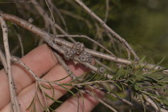 Melaleuca acutifolia