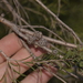 Melaleuca acutifolia - Photo 由 Nick Lambert 所上傳的 (c) Nick Lambert，保留部份權利CC BY-NC-SA