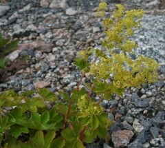 Alchemilla venosa