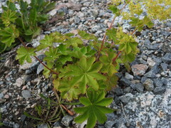 Alchemilla venosa