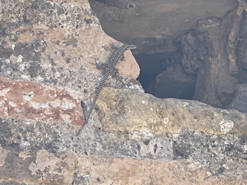 Lizard In Rome Common Wall Lizard from Ostia Antica, Rome, Lazio, IT on July 31, 2022 ...