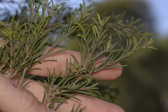 Melaleuca acutifolia
