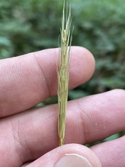 Hordelymus europaeus