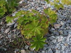 Alchemilla venosa