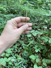 Hordelymus europaeus