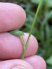 Hordelymus europaeus