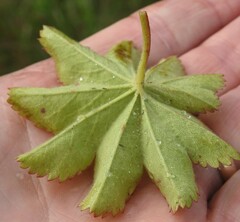 Alchemilla venosa