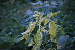 Montanoa tomentosa