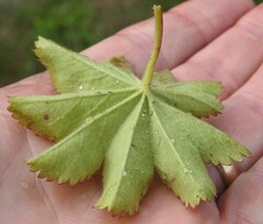 Alchemilla venosa