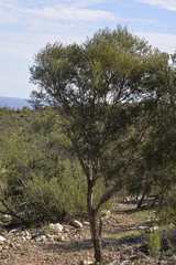 Melaleuca acutifolia