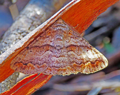 Gastrinodes bitaeniaria