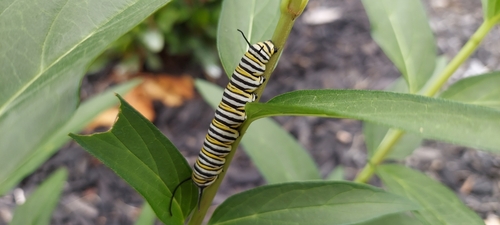 Monarch photographed in Ohio