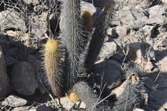 Haageocereus pseudomelanostele