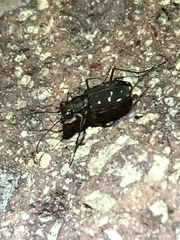 Cicindela sedecimpunctata
