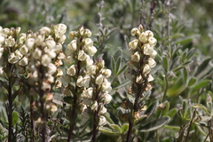 Pedicularis contorta