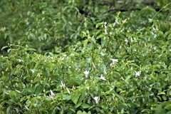 Cryptostegia grandiflora