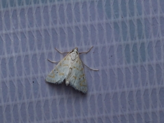 Patissa fulvosparsa