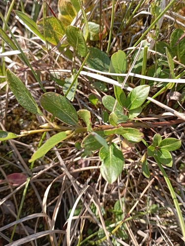 Image of Salix pulchra by no rights reserved