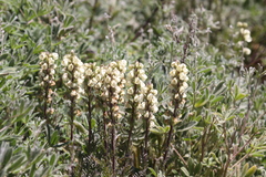 Pedicularis contorta