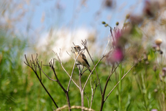 Saxicola maurus