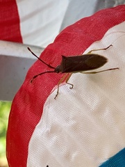 Plinachtus imitator