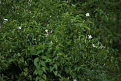 Cryptostegia grandiflora