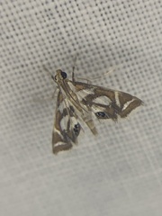 Chrysendeton medicinalis