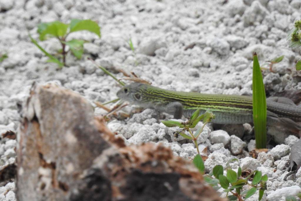 Cozumel Racerunner