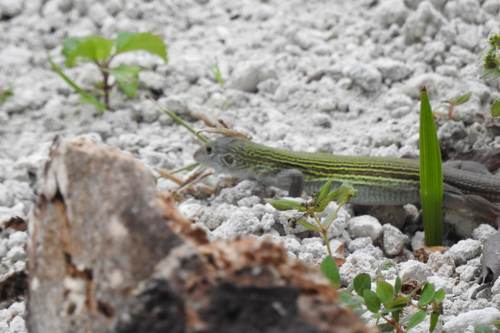 Cozumel Racerunner