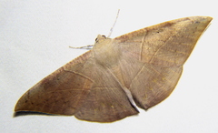 Oxydia trychiata