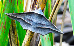 Oenochroma vetustaria