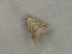 Leptosteges parthenialis