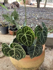 Anthurium clarinervium