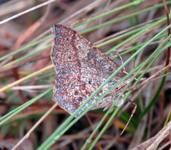 Rhinodia rostraria