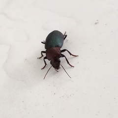 Neoaulacoryssus speciosus