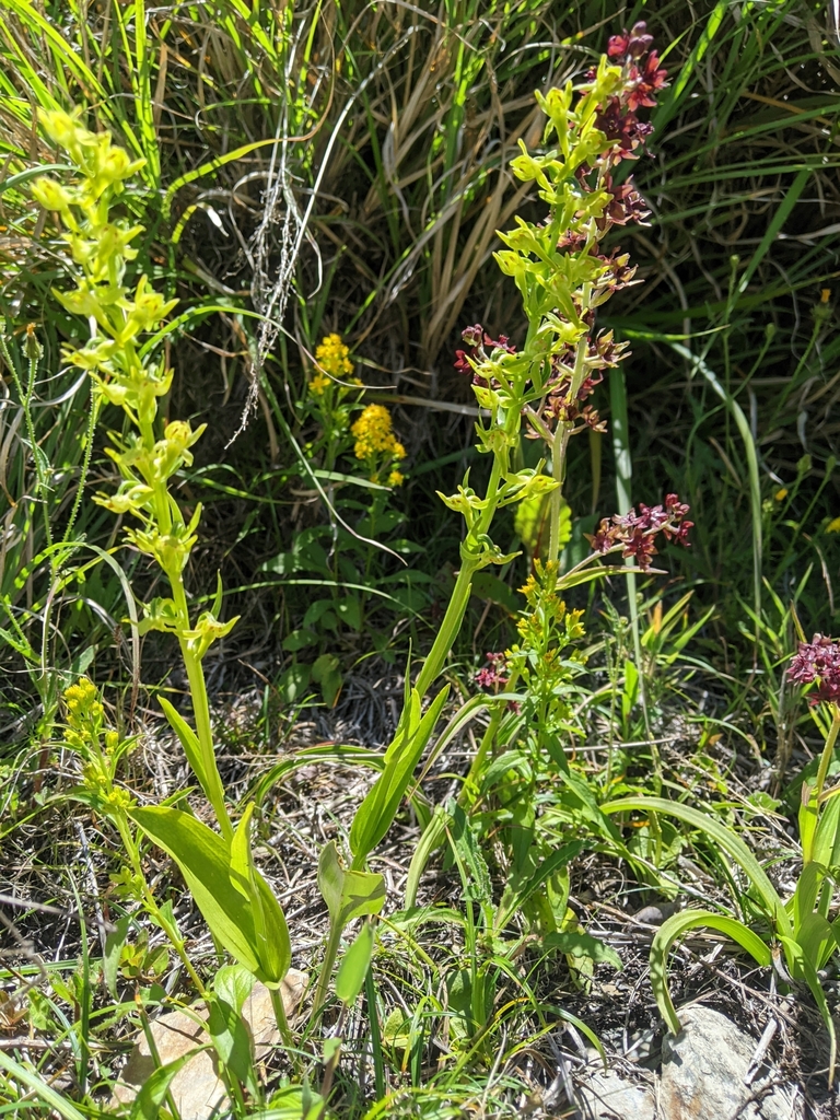 Platanthera mandarinorum