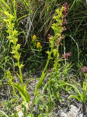 Platanthera mandarinorum