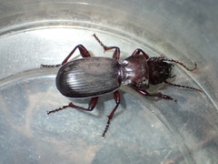 Pterostichus lama