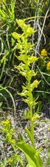 Platanthera mandarinorum