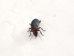 Neoaulacoryssus speciosus