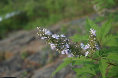 Vitex negundo heterophylla