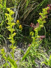 Platanthera mandarinorum
