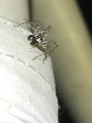 Oxyopes tridens