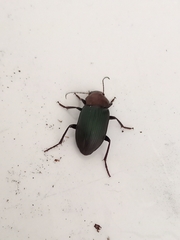 Neoaulacoryssus speciosus