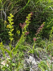 Platanthera mandarinorum