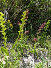 Platanthera mandarinorum