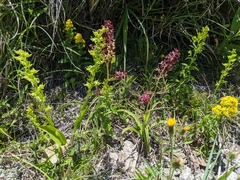 Platanthera mandarinorum