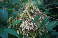 Ailanthus altissima