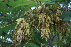 Ailanthus altissima