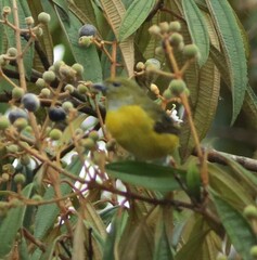 Euphonia hirundinacea
